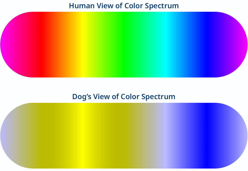 What Colours Do Dogs See Best