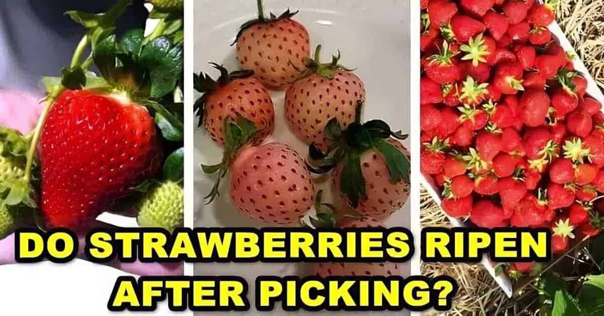 Do Strawberries Continue to Ripen After Picking