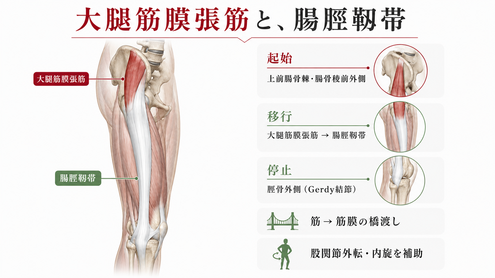 大腿筋膜張筋が硬いと膝・腰が崩れる！プロ直伝ほぐし方完全版