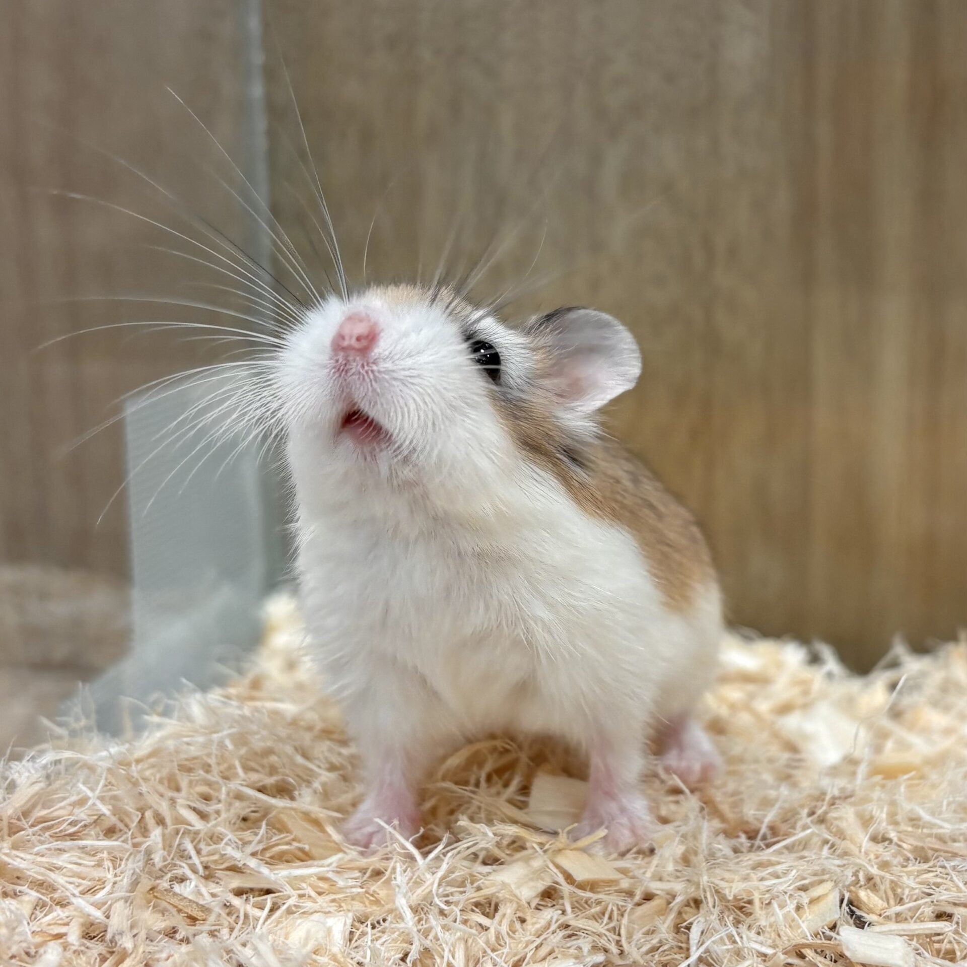 ロボロフスキーハムスターはなつかない？飼育のコツと多頭飼いの真実