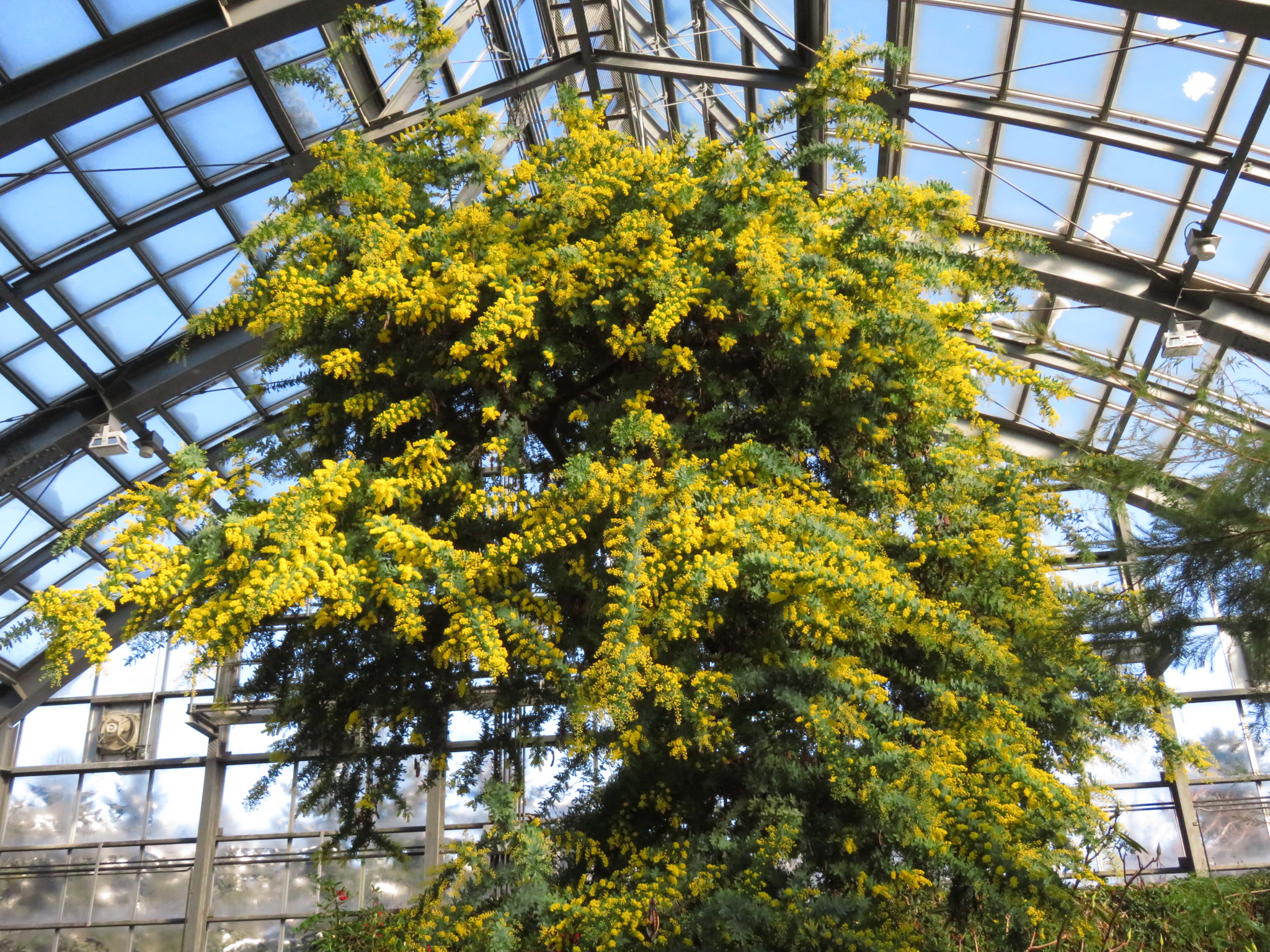 【2026】百合が原公園のミモザ見頃速報！温室の開花状況と撮影ガイド