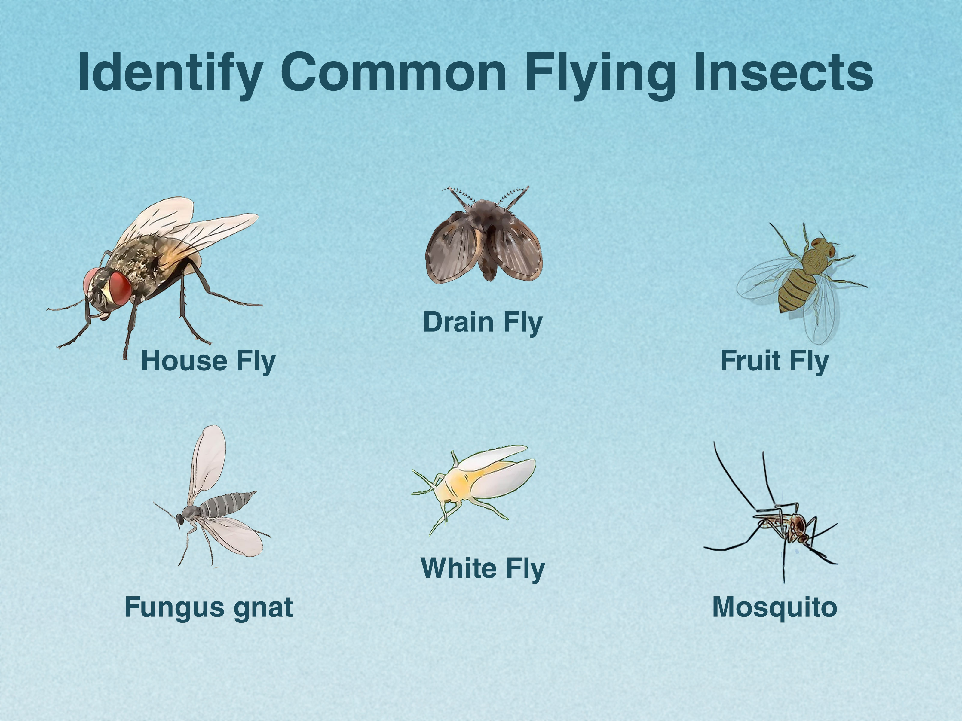 Little Bugs Flying Around House