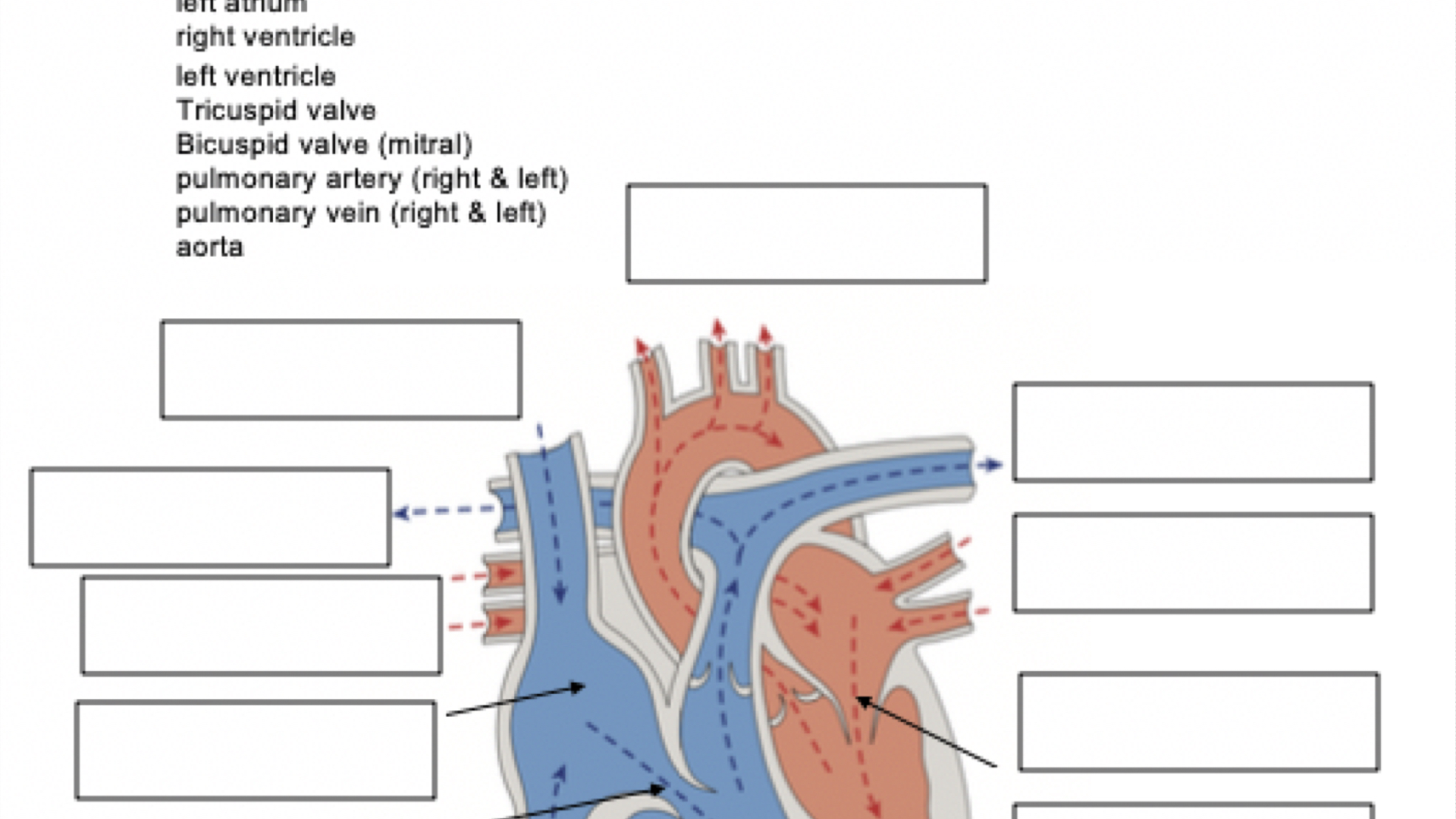 University of Phoenix Anatomy and Physiology 1