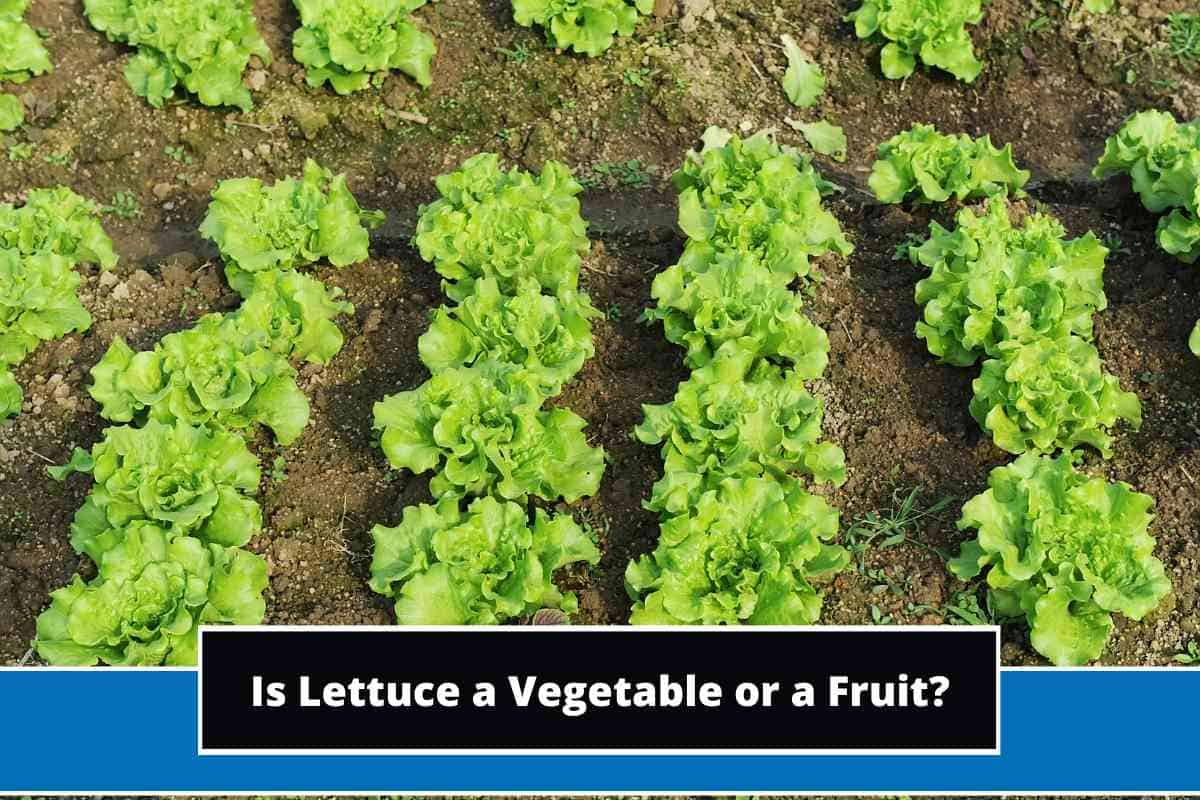 Is a Lettuce a Fruit or Vegetable