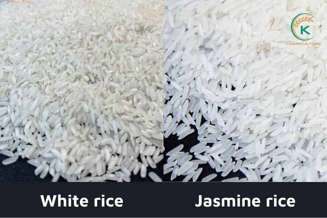 Does Jasmine Rice Taste Like White Rice