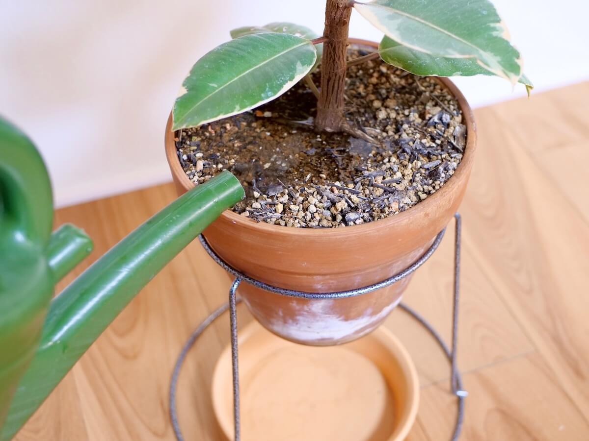 観葉植物の水やりは毎日Ng？枯らす決定打と2026年最新プロの法則