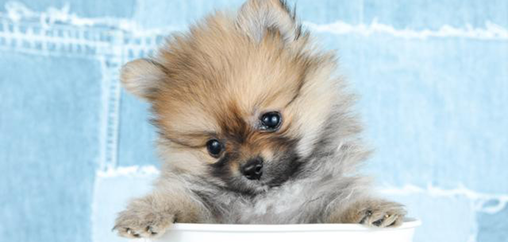 愛玩犬の常識を覆す！ポメラニアン警察犬合格の独占取材の真相