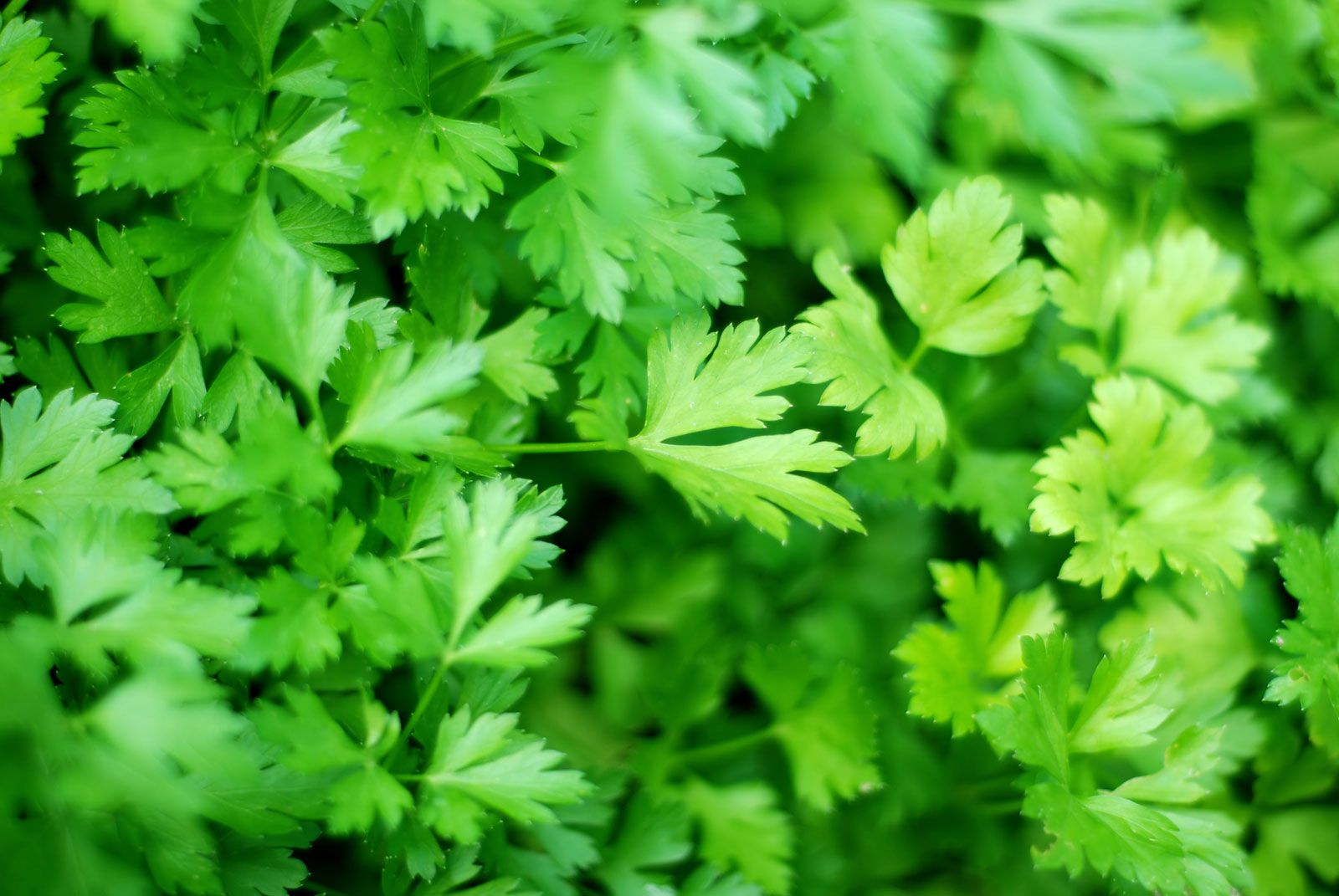 What Is Parsley Used For
