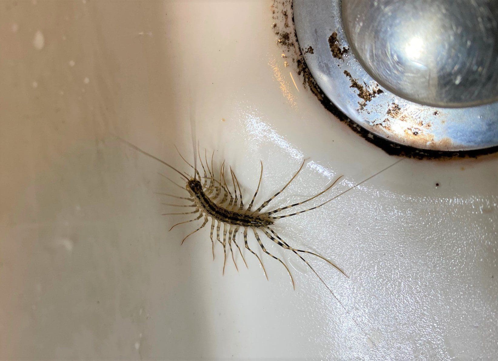 Why Are There Centipedes in My House