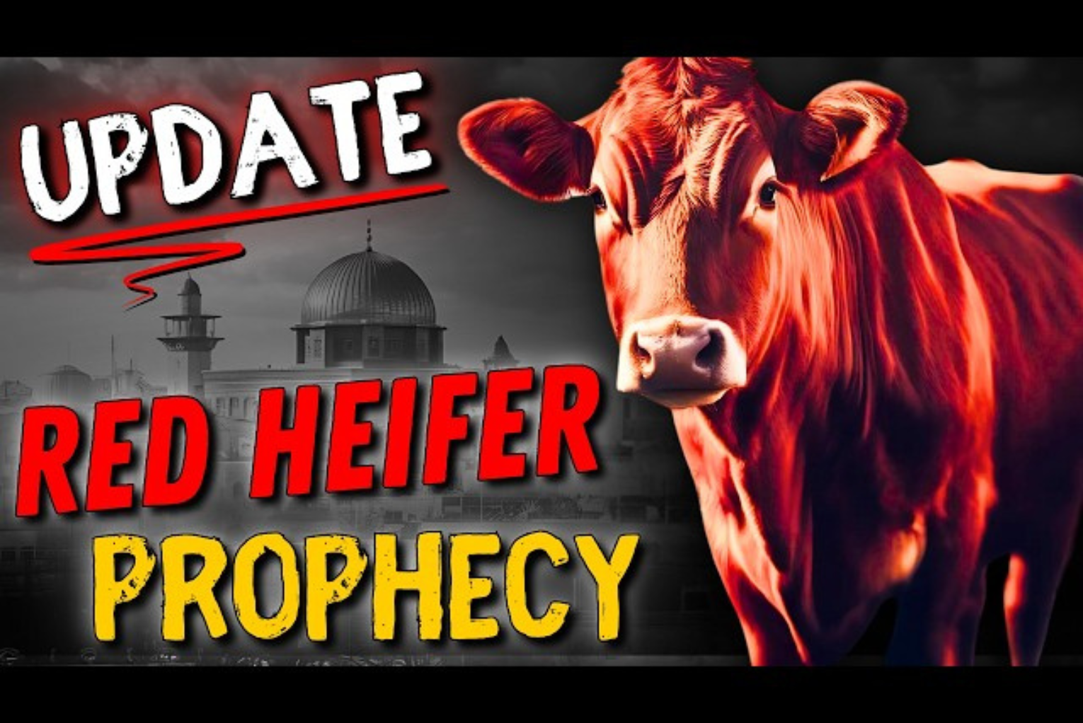 Red Heifer Prophecy