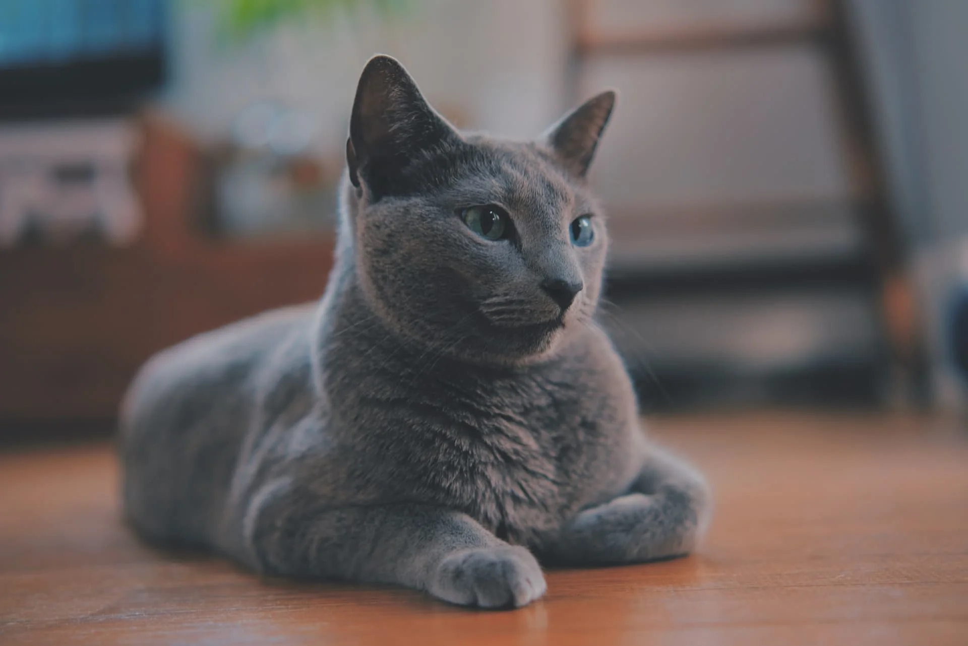 毛が抜けにくい猫の真実｜被毛構造の秘密とおすすめ猫種を徹底解説
