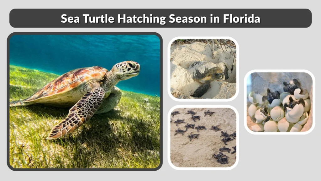 When Do the Turtles Hatch in Florida