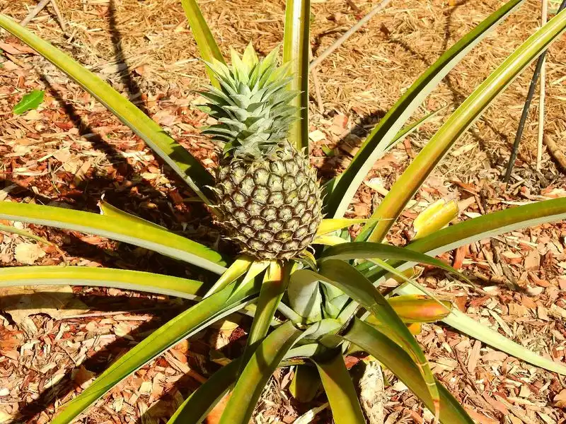 Pineapple Plant Temperature Tolerance