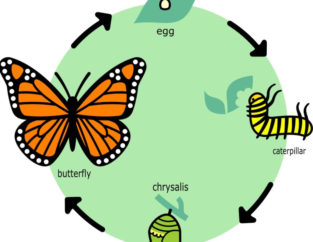 Lifespan of a Butterfly