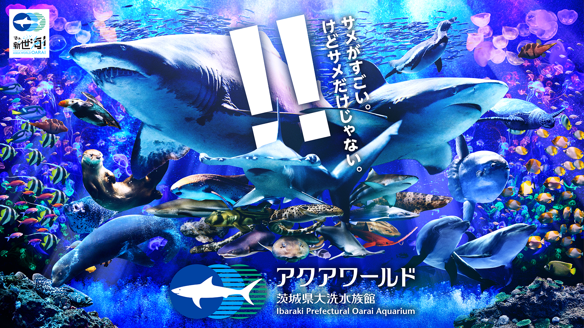 【2026】アクアワールド大洗の完全攻略！サメ日本一と混雑回避テク