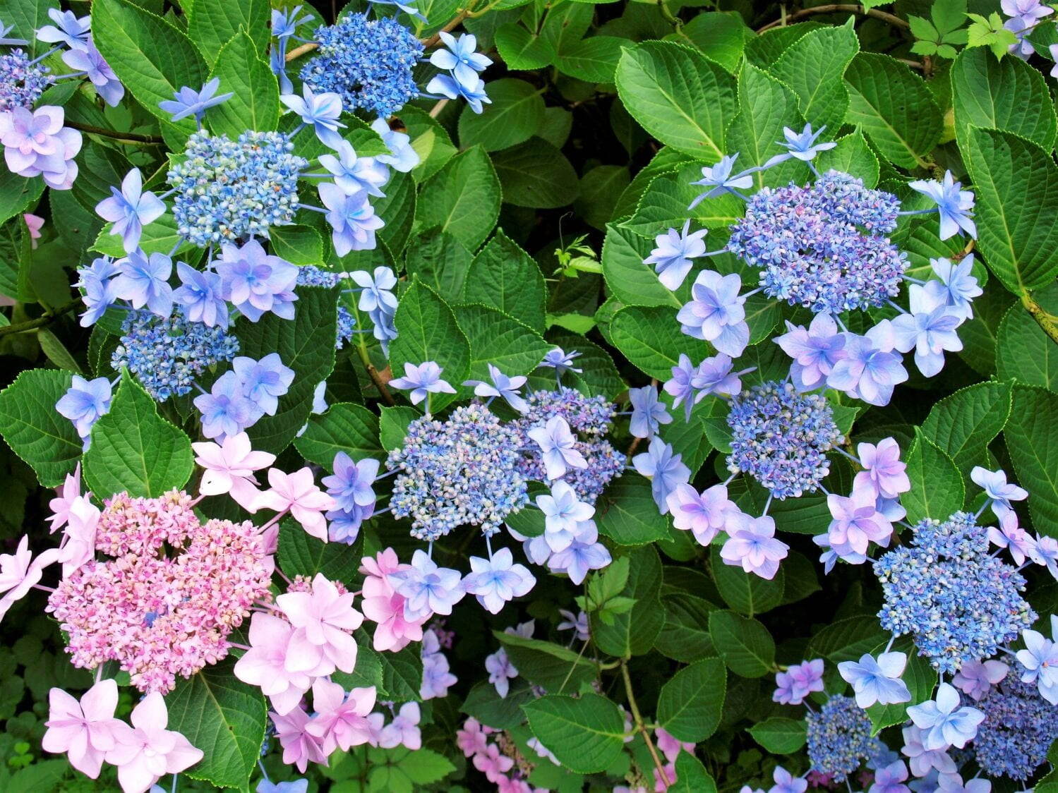 万博公園の紫陽花2026見頃情報！あじさいの森の絶景と混雑回避術