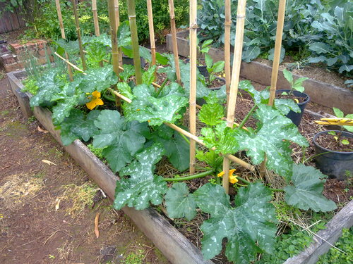 Best Way to Keep Zucchini