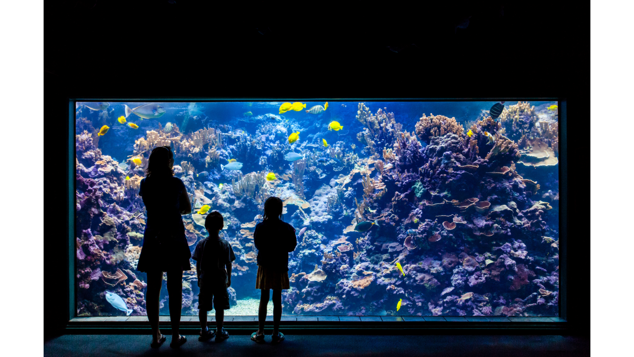 水族館の巨大水槽はなぜ割れない？アクリルの強度と日本の神技術