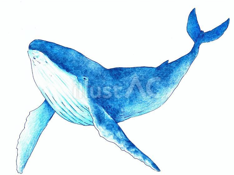 商用無料で映えるクジライラスト厳選！プロが明かすデザイン活用術