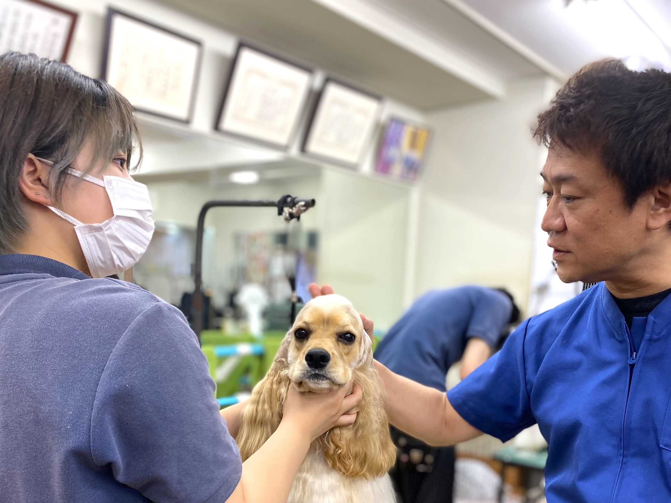 本気でプロを目指すトリマー養成校の真実と学費・評判を独自取材