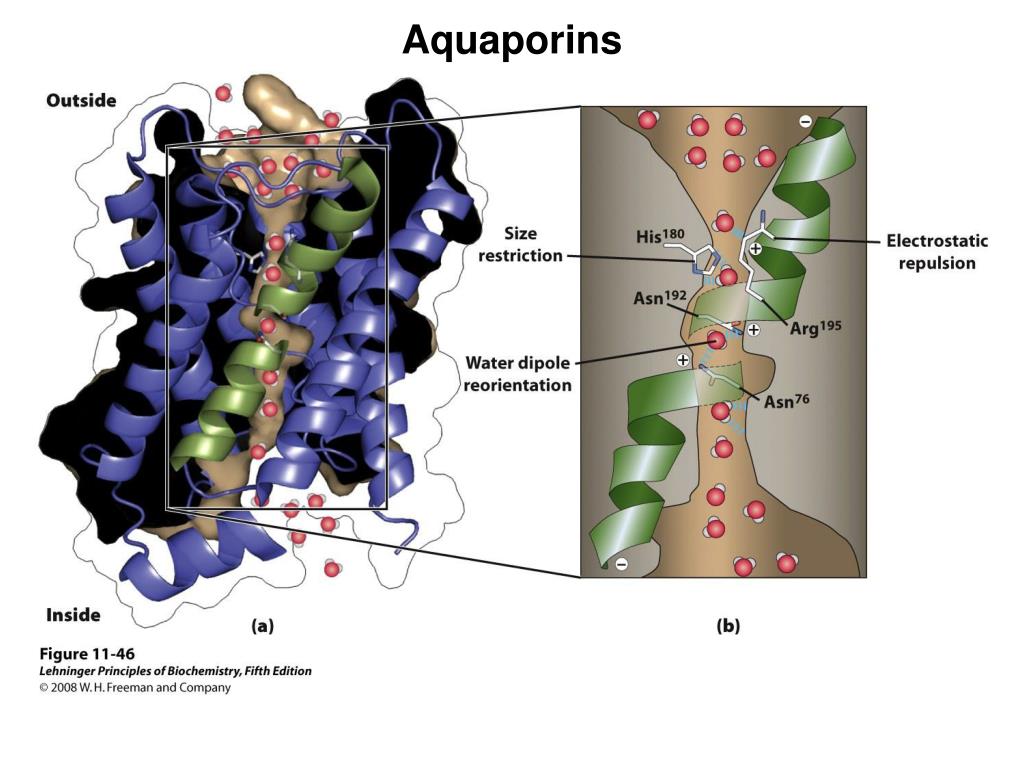 Are Aquaporins Proteins