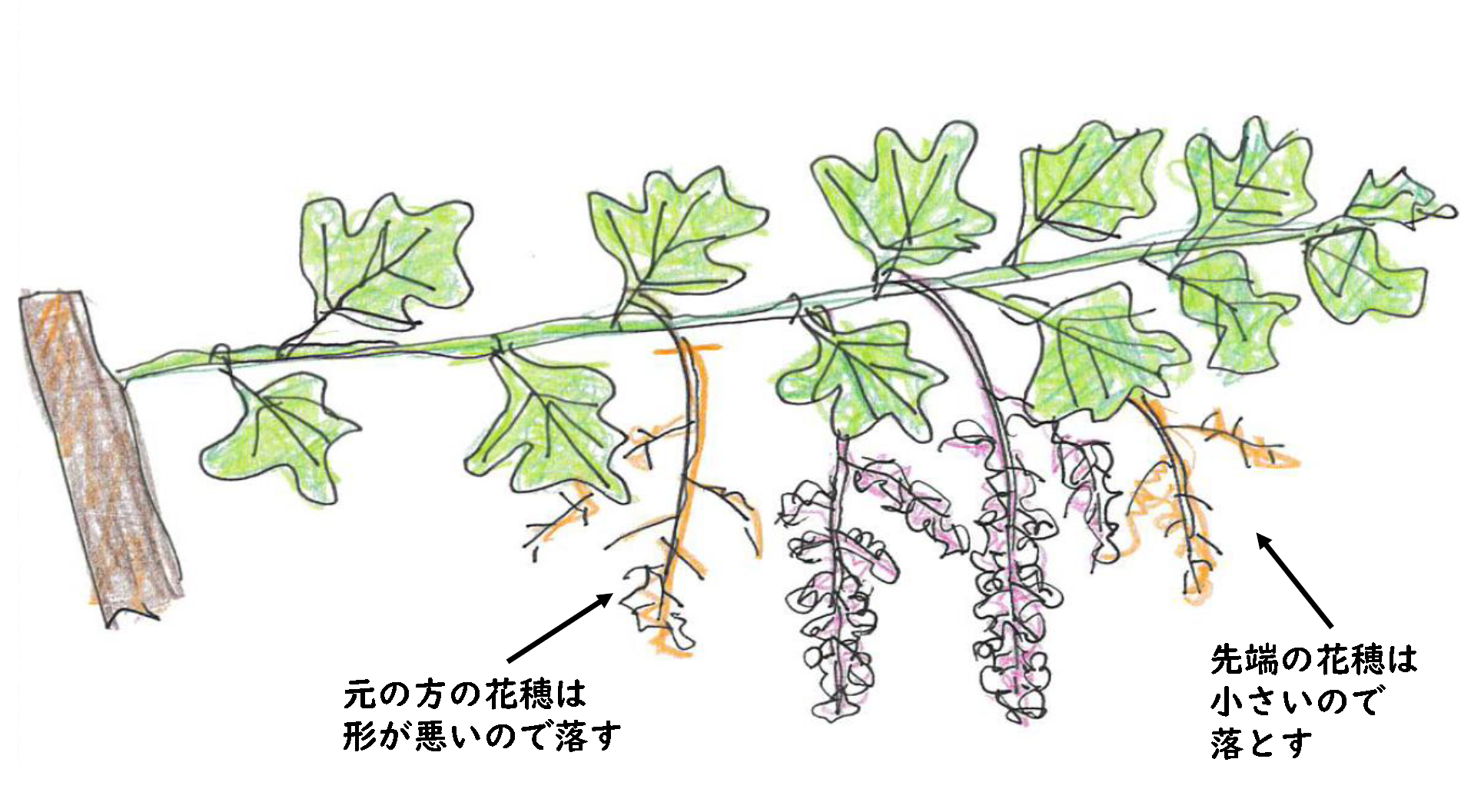 ぶどうの芽かき図解！残す芽の見分け方と失敗しない時期を徹底解説