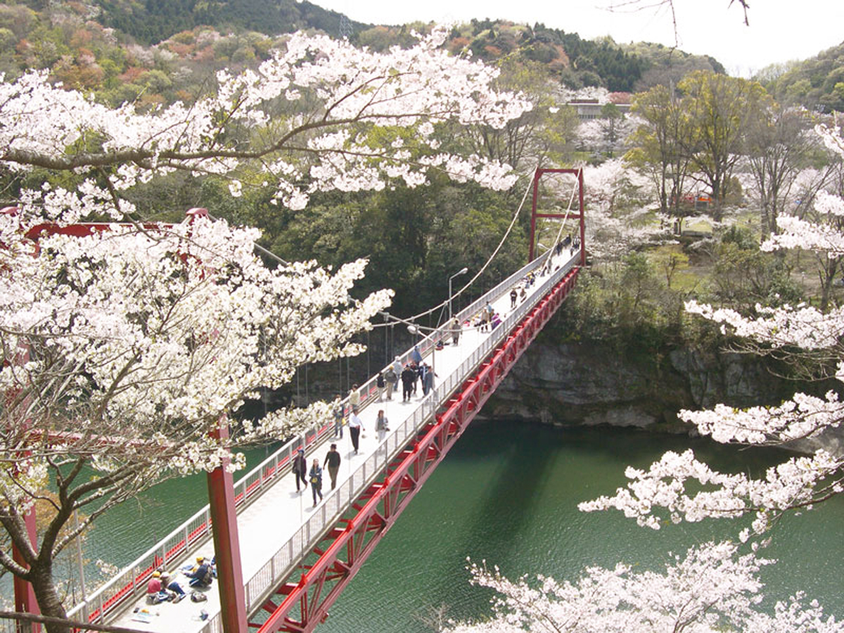 桜淵公園2026完全ガイド！桜まつり見頃・混雑回避と絶景の秘訣
