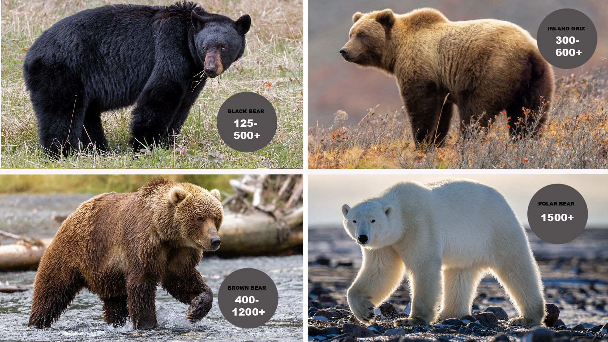 How Heavy Are Grizzly Bears