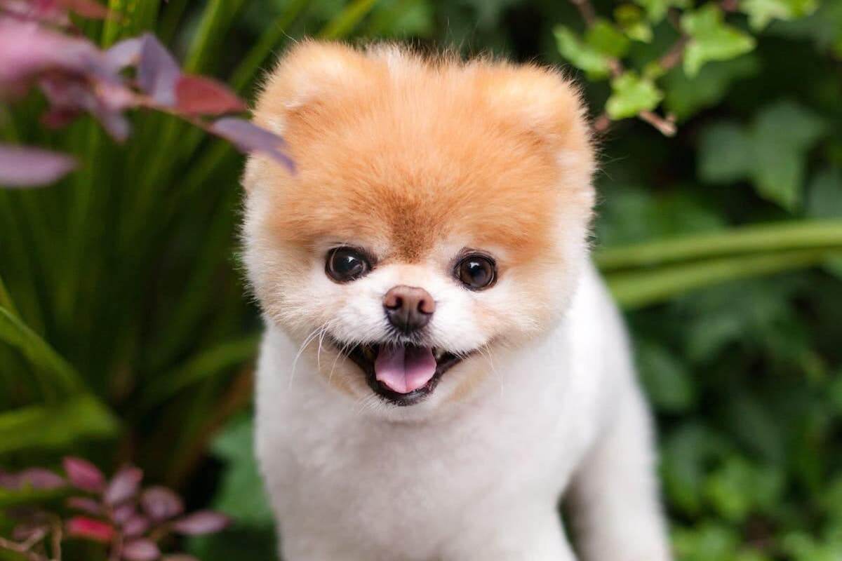 愛犬がトリーツで死亡？危険なおやつの正体と窒息を防ぐ命の救急対処法