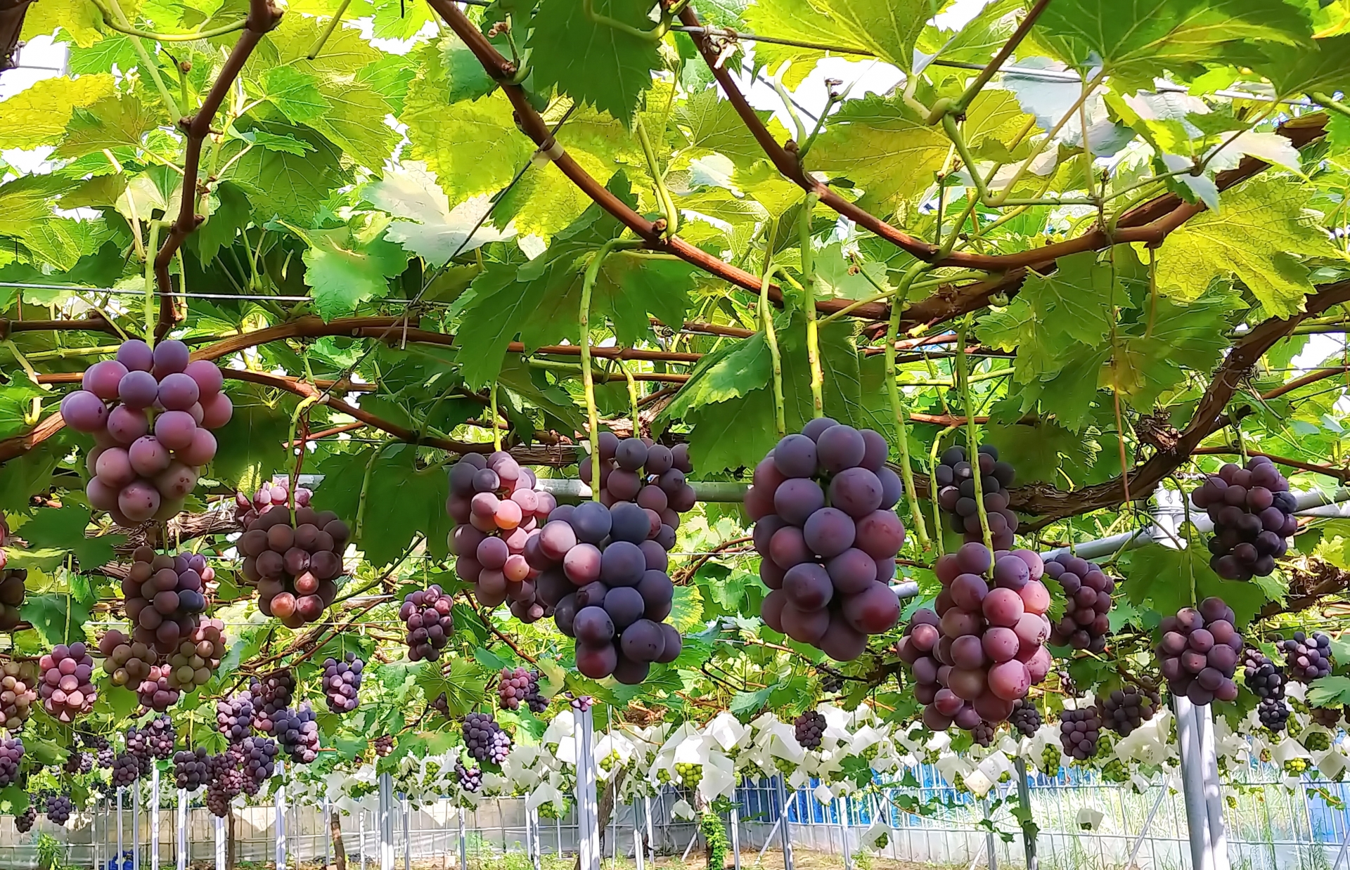 ぶどうの木を庭に植えてはいけない？後悔する3つの理由と失敗しない育て方