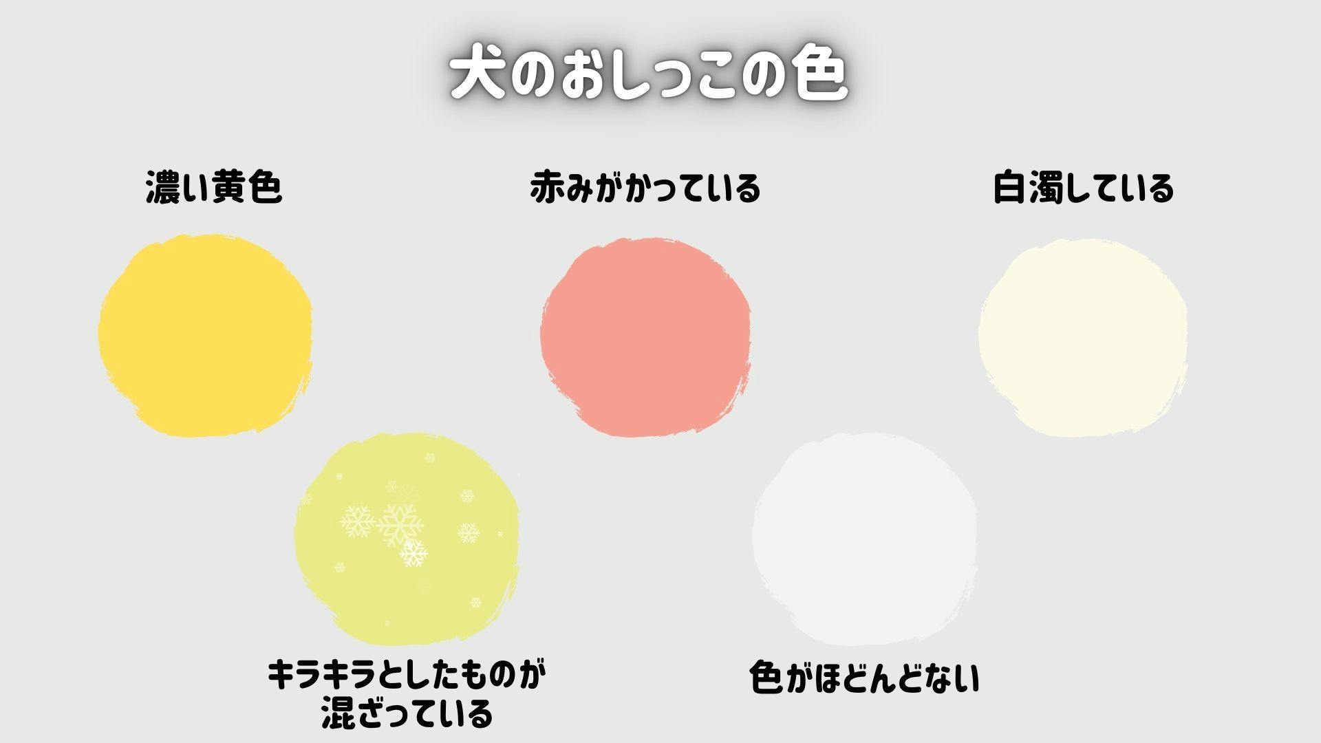 愛犬の尿の色で病気を見抜く！危険な異変サインと受診目安【2026】