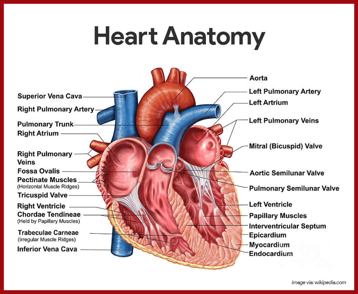 Label the Internal Anatomy of the Heart.