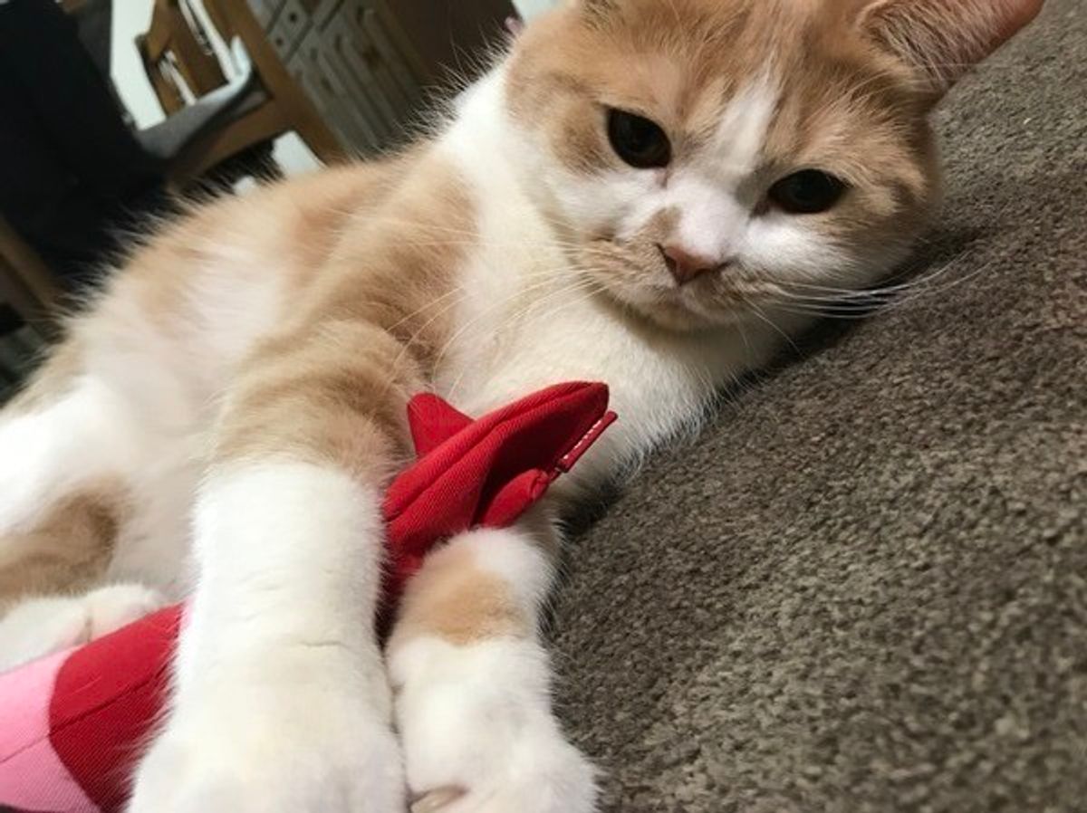 猫アレルギーでも猫は飼える？2026年最新の対策と後悔ゼロの共生術