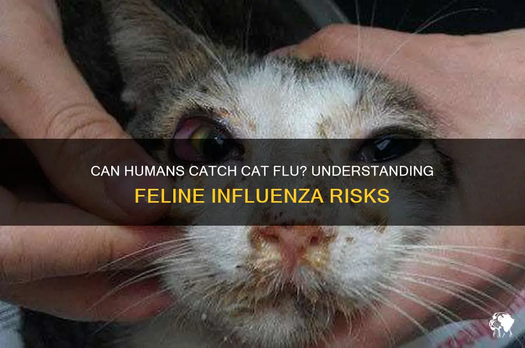Can Humans Catch Flu from Cats