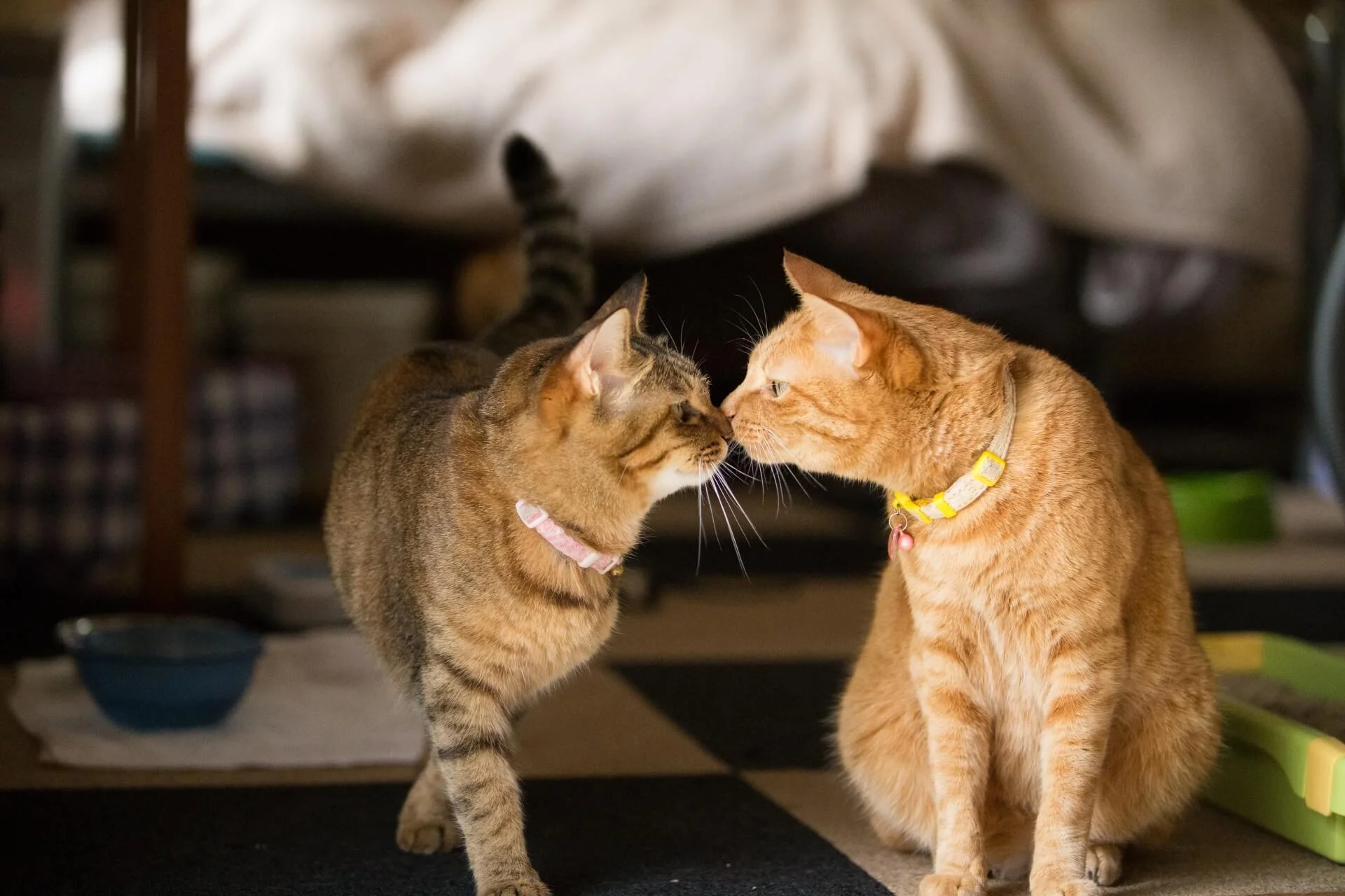 猫が鼻キスをする本当の理由とは？動物行動学が明かす信頼サイン