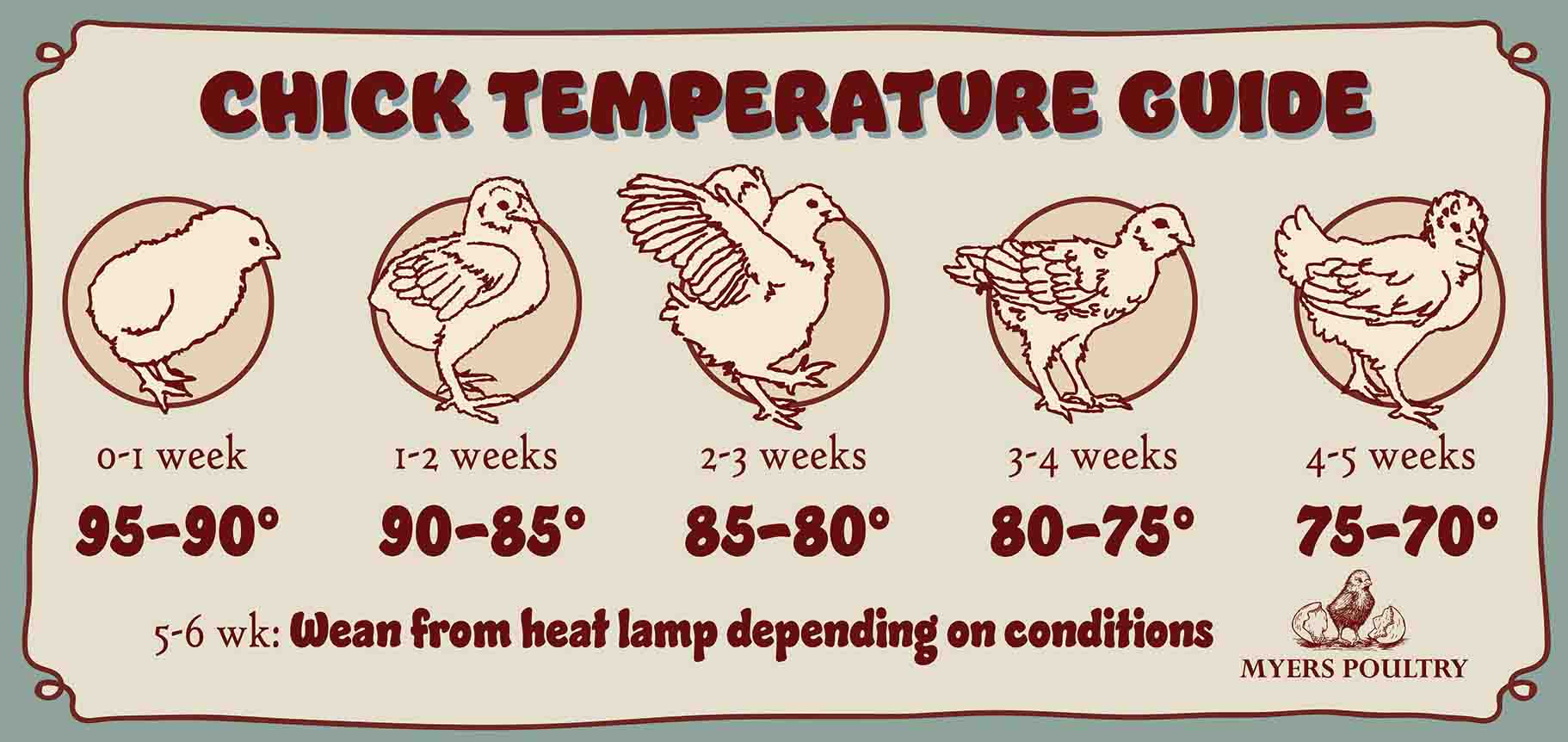 What Temperatures Can Chickens Handle