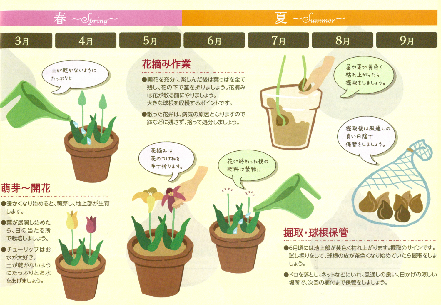 チューリップの球根で失敗しない植え方！春に満開を咲かせる新常識