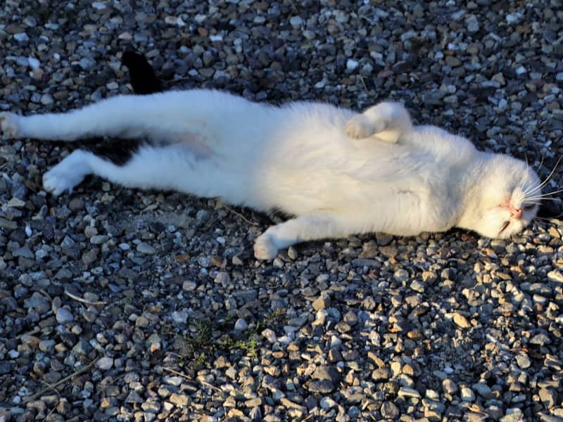What to Do If You Find Dead Cat