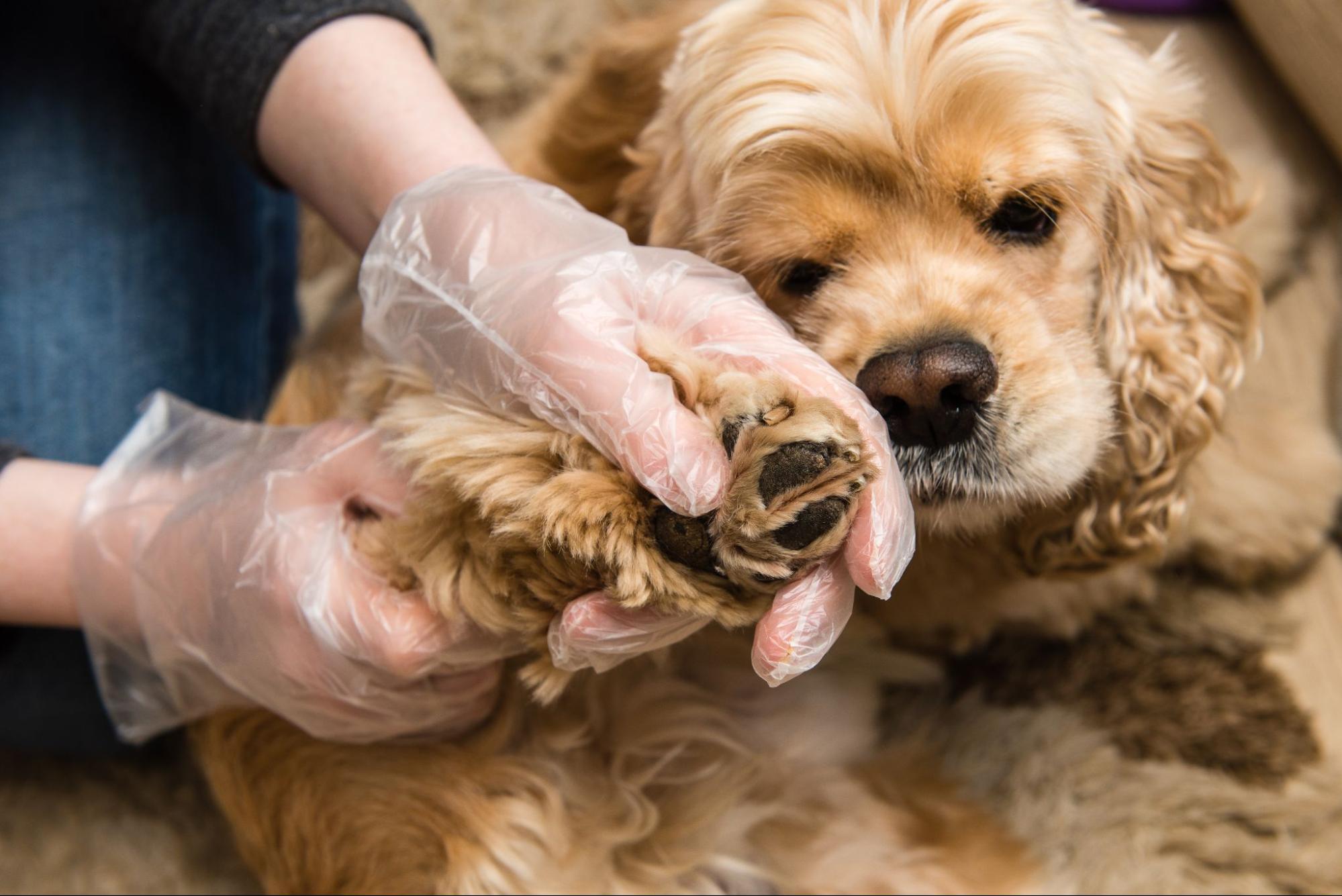 愛犬の口元に黒い影？犬のメラノーマ初期画像とホクロ・血豆の見分け方