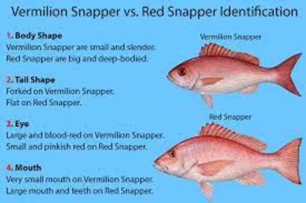 What Is Redfish Similar To
