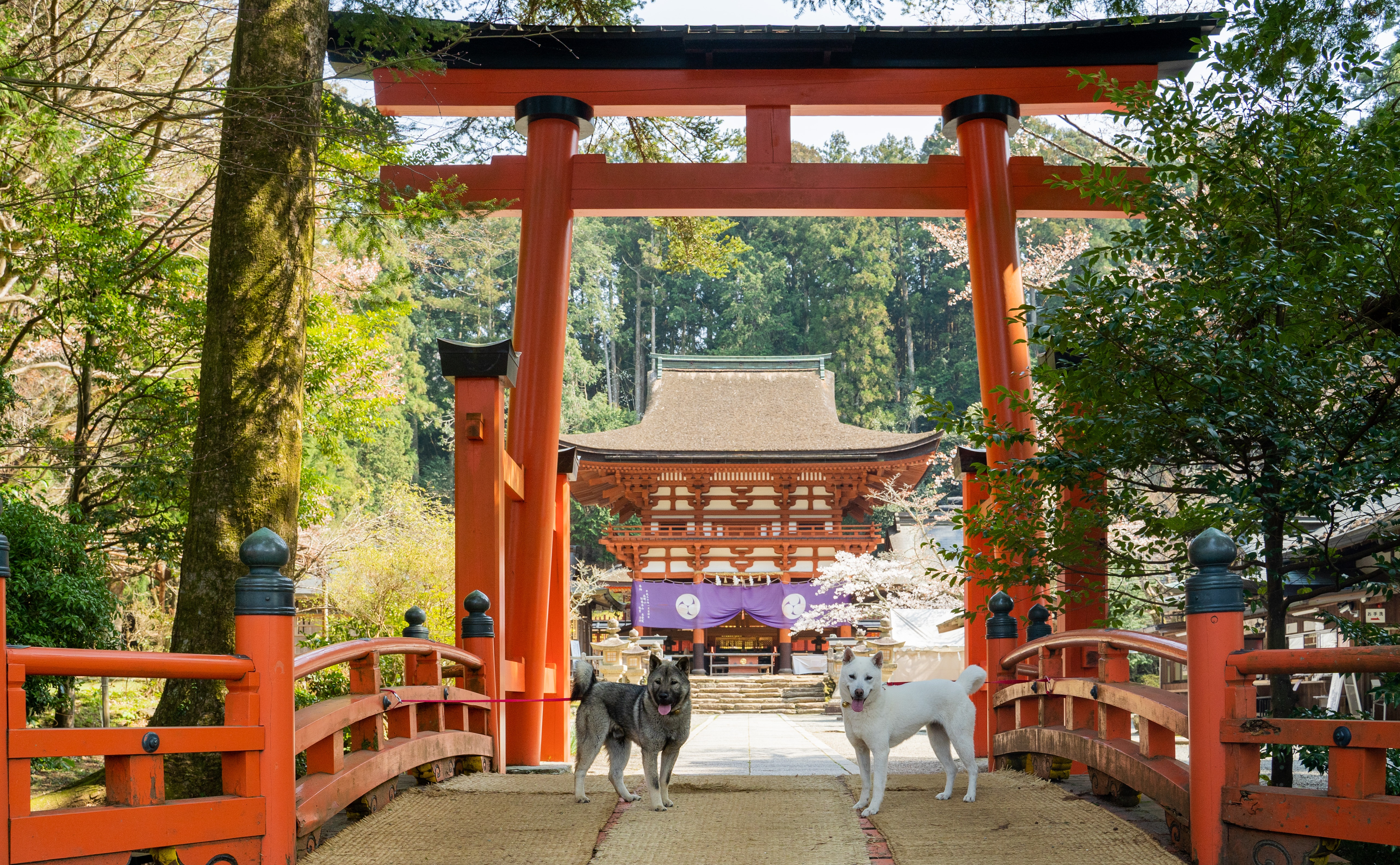 世界遺産・丹生都比売神社の全貌｜空海開創の真相とご利益・見どころ
