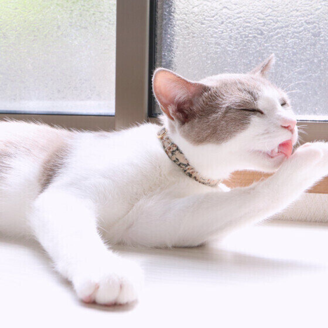 猫が毛づくろいし続ける本当の理由｜愛のサインと病気の境界線を徹底解明
