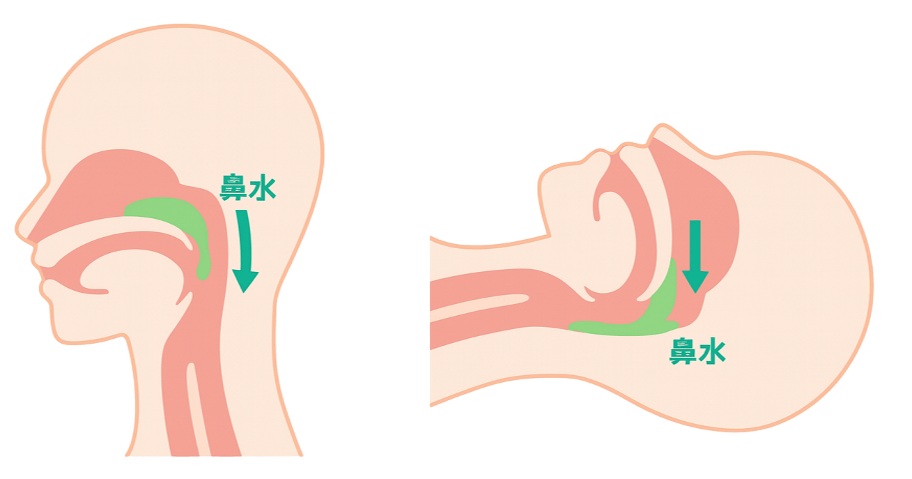 鼻と口はなぜ繋がっているのか？牛乳逆流の構造と耳や目の連結の真相