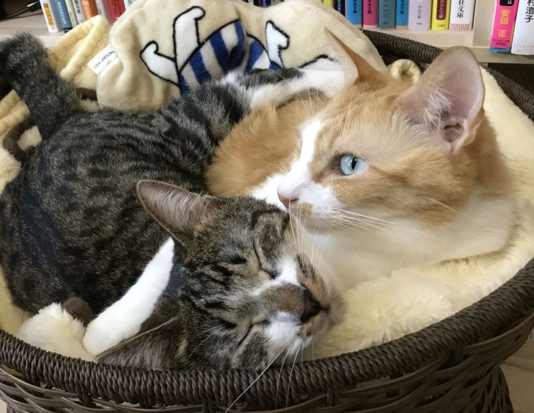 メンタリストDaigoが明かす愛猫の心理学と革新的保護活動