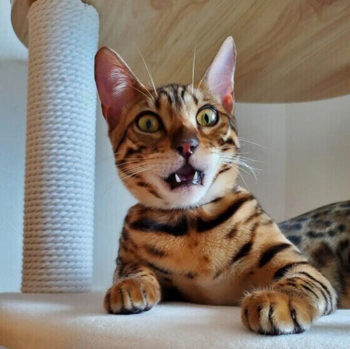 靴下を嗅いでフリーズ？猫の「変顔」に隠された驚異の化学分析力