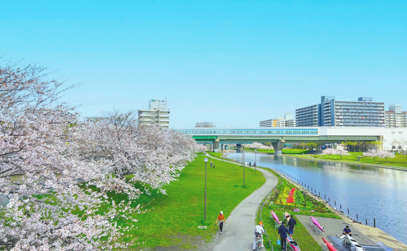 旧中川水辺公園の桜とスカイツリー完全攻略【2026年最新】