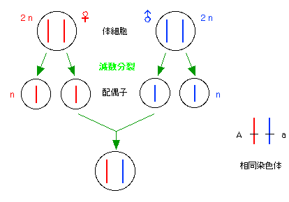 寿命120年時代の罠？「染色体」と「遺伝子」の決定的な違いをプロが3分で解説