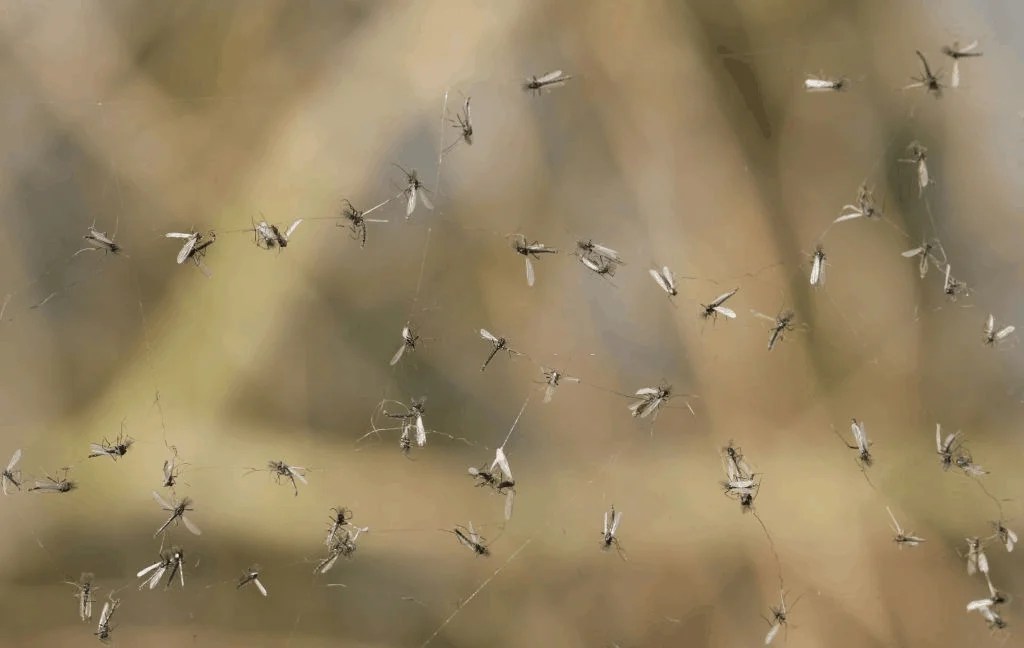 Why Are Gnats Attracted to Light