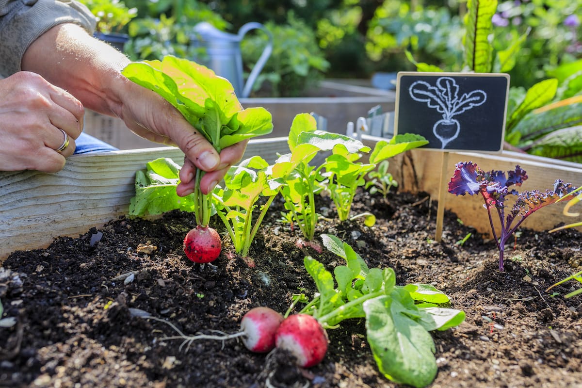 Best Time to Plant Radishes