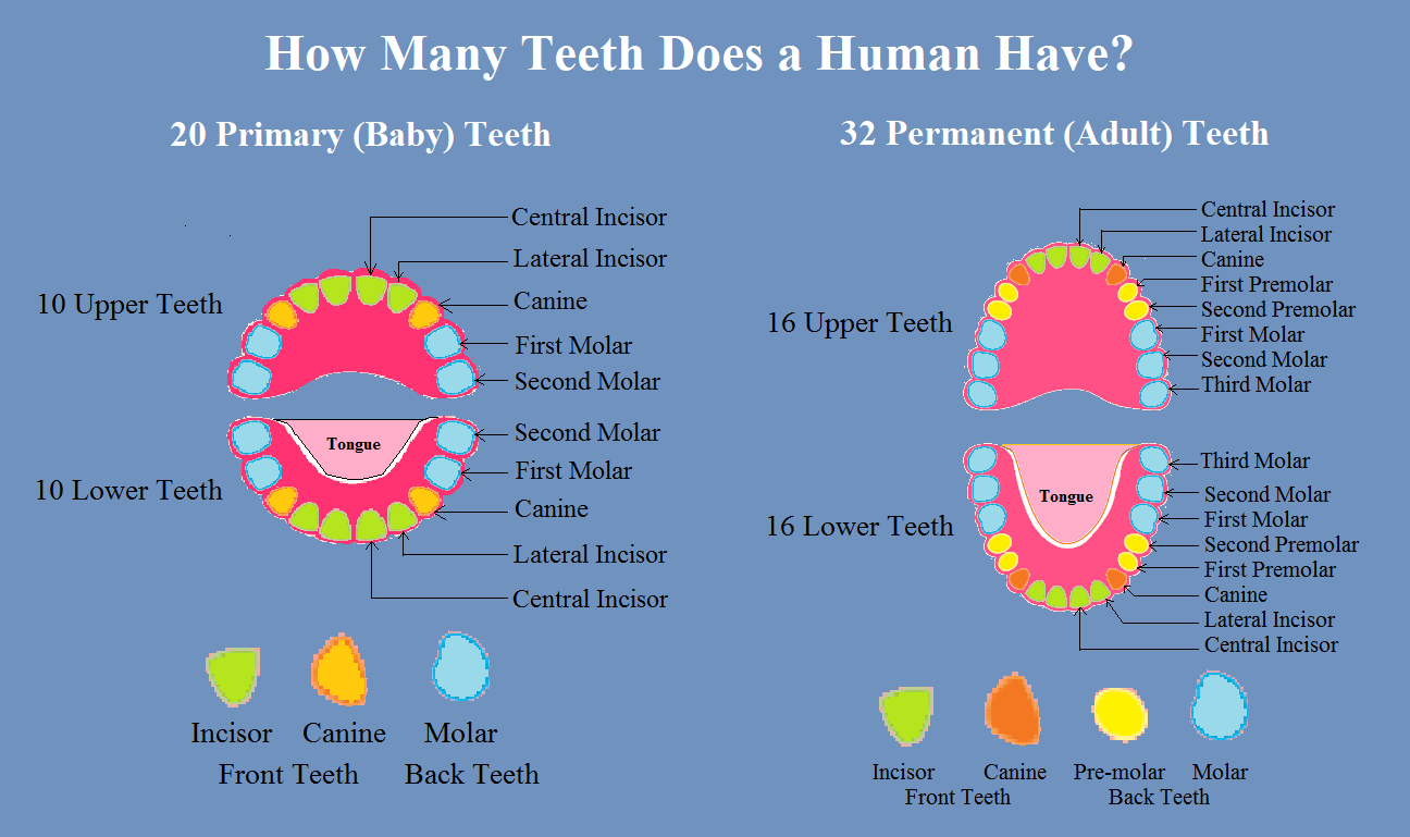 How Many Teeth Does the Average Human Have